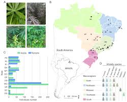 Maybe you would like to learn more about one of these? Assessing The Diversity Of Whiteflies Infesting Cassava In Brazil Peerj