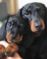 Black And Tan Long Haired Dachshund Puppy Dachshund Products Apparel And Gifts Dachshund Central Dachshund Breed Dachshund Puppies Clever Dog