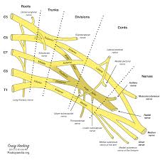 Brachial Plexus Diagram Image Radiopaedia Org