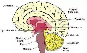 What Are The Main Parts Of The Human Brain What Functions