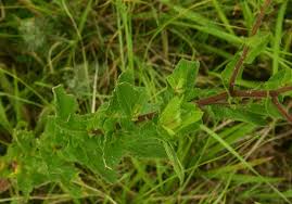 Image result for Nidorella auriculata