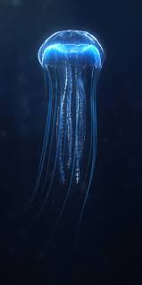 Pin By Debby Horne On Fine Art Animal Photography Jellyfish Photography Jellyfish Art Jellyfish Painting