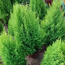 Maybe you would like to learn more about one of these? Buy Pokok Hiasan Pokok Ru Seetracker Malaysia