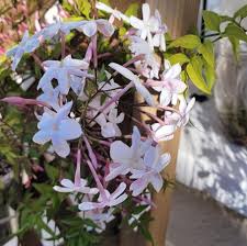 Image result for Jasminum