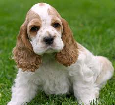 Brown American Cocker Spaniel Black And White Collection Of Cocker Spaniel Puppies Cute Cocker Spaniel Pics If You Are Cocker Spaniel Lover Let Foll Cocker Spaniel Puppies Spaniel Puppies Cocker Spaniel