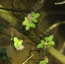 Image result for Spirodela