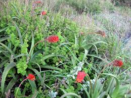 Image result for Aloe ribauensis