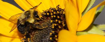 We believe every celebration is made better with the gift of flowers. Pollinator Friendly Community East Lansing Mi Official Website