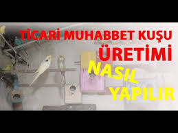 Ticari Muhabbet Kusu Uretimi Nasil Yapilir Sifirdan Muhabbet Kusu Uretimi Youtube