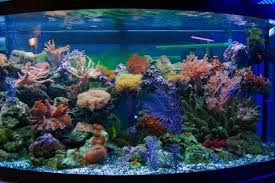 Gravel is something that is needed to promote a healthy environment for fish to thrive in. Aquarium Pebbles 2019 Buyers Guide Exotic Pebbles And Glass