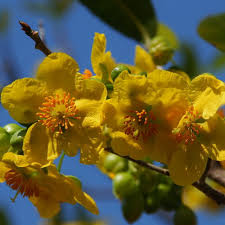 Image result for Ochna ovata