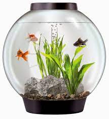 51 Konsep Dekorasi Aquarium Bulat