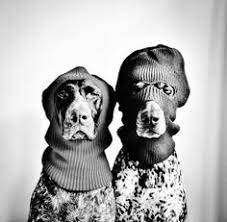 Comme Des Motards Chien Selfie Animaux Chien