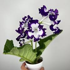 Image result for Streptocarpus sp.nov. aff. S. grandis