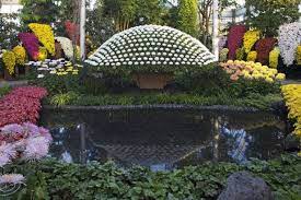 See Pictures Of Chrysanthemum Designs Japanischer Garten Botanischer Garten Japanische Chrysantheme