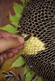 Dari mana asam urat berasal? Memanen Kuaci Dari Tanaman Bunga Matahari Steemit