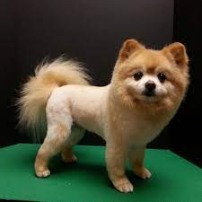 Pin By The Secret Life Of Pets On Gidget Pomeranian Puppy Cute Dogs Puppies
