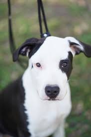 Find local puppies staffies in dogs and puppies for sale and rehoming in the uk and ireland. American Staffordshire Terrier For Sale In The City Of Belgrade Serbia Price 726 Announcement 1619