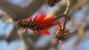 Image result for Phragmanthera cornetii