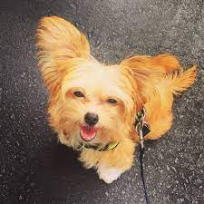 Tiny puppies cute little puppies yorkie dogs for sale puppy nursery florida shih tzu puppy cute animals baby animals pet clothes. Miki The Perfect Dog For Cat Lovers Animalso