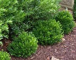 Image result for Buxus acutata