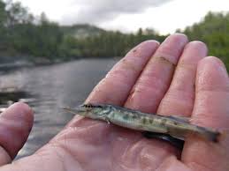 Mikhail pearthree found it and engaged it in a battle that spun. Tiger Muskie Fish Released In Horsethief Basin Lake In Arizona