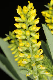 Image result for Melilotus indicus