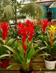 If ingested, you should bring your pet to the veterinary immediately. Guzmania Plant Care Tips Joy Us Garden