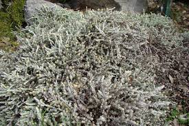 Image result for Helichrysum lineare