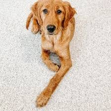 Maybe you would like to learn more about one of these? 11 Best Golden Retriever Breeders In New Hampshire 2021 We Love Doodles