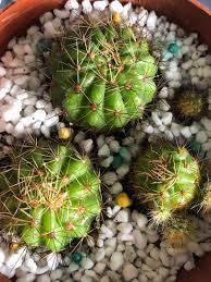 Small barrel cacti have shallow root systems so it is easy to loosen them in their pots. Golden Barrel Cactus Gardening Plants On Carousell