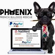 The frenchie is dignified and can be stubborn but most want to love and be loved. Phoenix French Bulldog Rescue Home Facebook