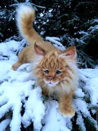 pin na doske artist bear realistic