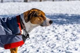 Hd Wallpaper Brown And White Dog Wearing Blue And Red Apparel On White Open Field Wallpaper Flare Please contact us if you want to publish a blue dog wallpaper on our site.