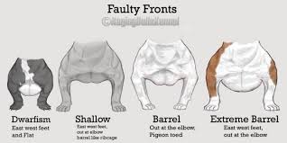 American Bully Faults Conformation Bully Dog American