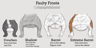 american bully faults conformation bully dog american