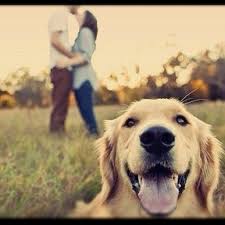 Animais De Estimacao Deixam Casais Mais Felizes Quatree