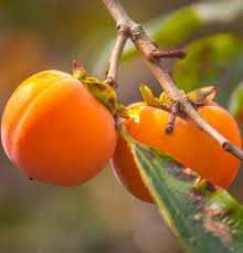 Would you like to know how to translate persimmon to malay? Top 5 Fall Foods To Reinvigorate Your Taste Buds