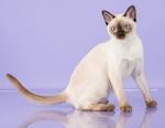 Tonkinese Cat Breeders in Virginia