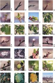 Low chill varieties that may be useable for farmers markets or fruit stands are: Photograph 1 Phenological Growth Stages Of Bulida Apricot Trees Download Scientific Diagram