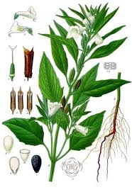 Image result for Sesamum angolense