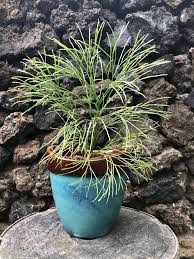 Image result for Psilotum nudum