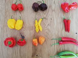 Is It Carolina Reaper Trinidad Scorpion Chocolate Habanero Red Habanero Yellow Habanero Lemon Bird S Eye Chili Scotch Bonnet Red Habanero Orange Pepperlovers