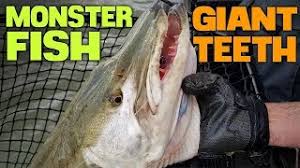 We did not find results for: Monster Musky With Giant Teeth Swallows Lure Youtube