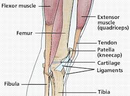 There are four major ligaments that surround the knee joint. Muscular And Skeletal Systems
