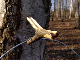 Comment récolter la sève de bouleau fraiche…apprenez à préparer vous même votre cure de sève de bouleau. Les Secrets De L Eau De Bouleau