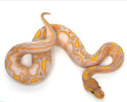 Calico Banana Hydra Ball Python Pet Ball Python Morphs Pet Snake