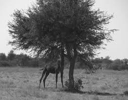 This is a javascript library implementing one function, cameltokebabcase. Https Www Jstor Org Stable 10 13173 Zeitdeutmorggese 166 2 0365