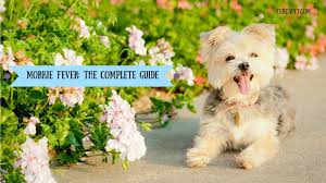 Morkie Fever The Complete Guide Certapet