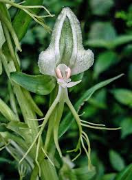 Image result for Habenaria barrina